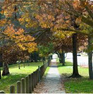 Glen Iris