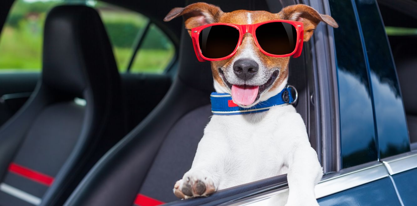 A dog stole my car!