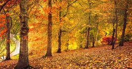 Autumn road trips