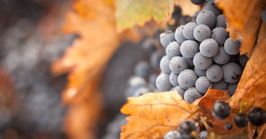 Winery road trips