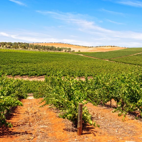Clare Valley vineyards.