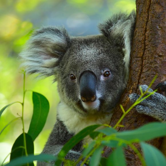 Iconic Australian wildlife.