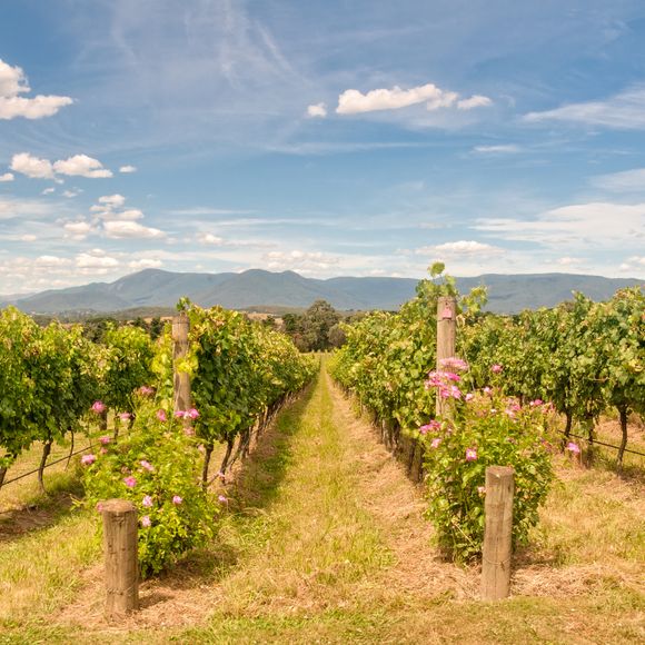 Yarra Valley scenes.