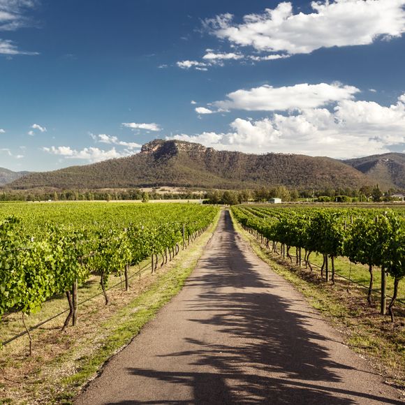 Hunter Valley vineyards.