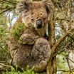 Phillip Island