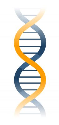 our dna
